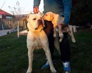 Vând Cane Corso! - imagine 5