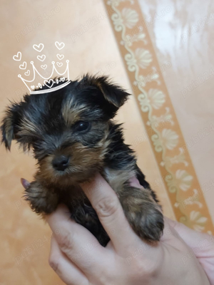 Pui yorky mini supercalitate 