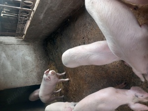 Porci de vânzare 