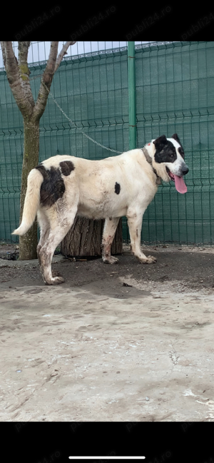 fiica Padisah nepoată Pirat  - imagine 4