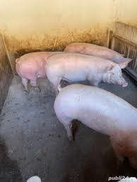 Porci de carne 25-160kg - imagine 2