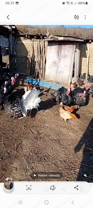 Curcan de tara, 40 lei kg viu. - imagine 2