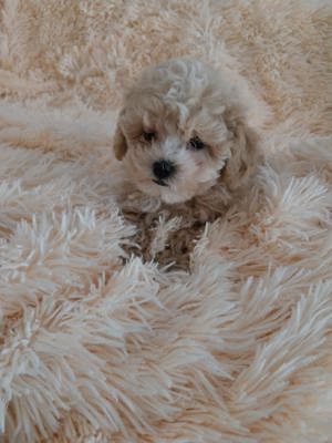 Maltipoo puiuț disponibil  - imagine 5