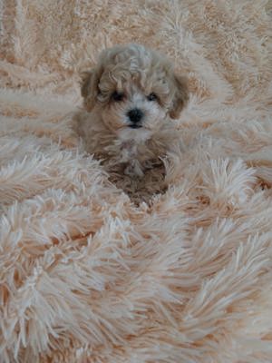 Maltipoo puiuț disponibil  - imagine 4
