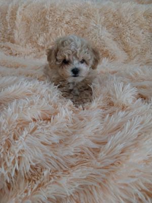 Maltipoo puiuț disponibil  - imagine 2