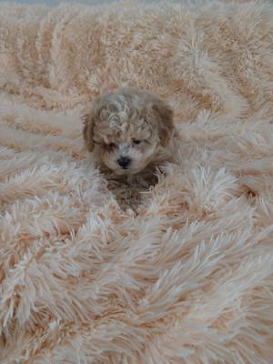 Maltipoo puiuț disponibil 