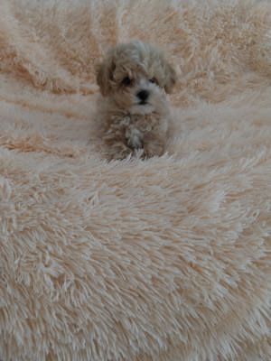 Maltipoo puiuț disponibil  - imagine 3