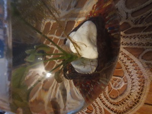 Vand bol acvariu  - imagine 4