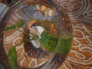 Vand bol acvariu  - imagine 3