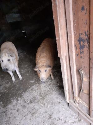 De vanzare porci de mangalita -RASA PURA