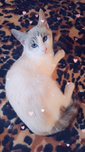 Ocazie unică! Fată Birmaneză vârstă 2 luni! Un pluș cu viață! Cel mai frumos cadou de Crăciun! - imagine 2