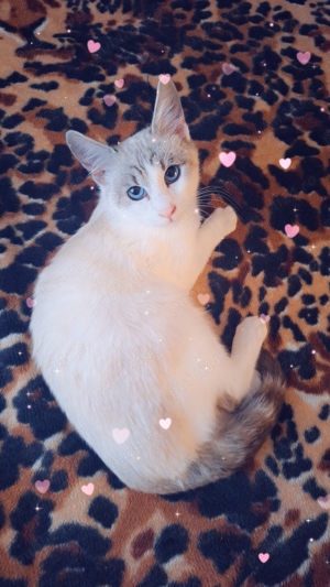 Ocazie unică! Fată Birmaneză vârstă 2 luni! Un pluș cu viață! Cel mai frumos cadou de Crăciun! - imagine 3