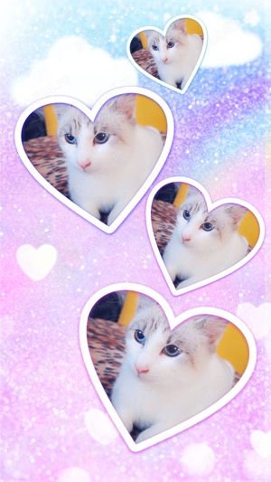 Ocazie unică! Fată Birmaneză vârstă 2 luni! Un pluș cu viață! Cel mai frumos cadou de Crăciun! - imagine 5