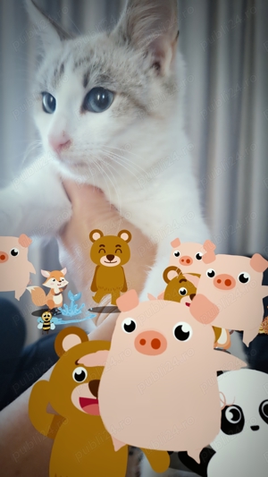 Ocazie unică! Fată Birmaneză vârstă 2 luni! Un pluș cu viață! Cel mai frumos cadou de Crăciun! - imagine 4