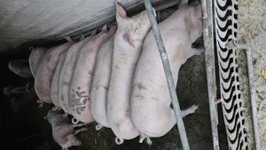 Porci grași si soldani