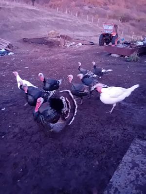 Curcan de tara, 40 lei kg viu. - imagine 5