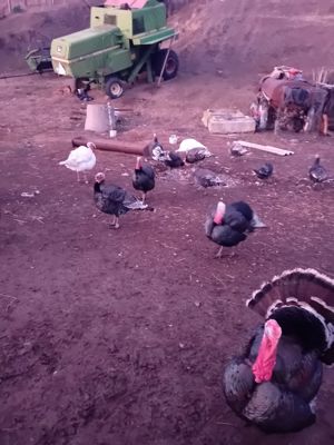 Curcan de tara, 40 lei kg viu. - imagine 3