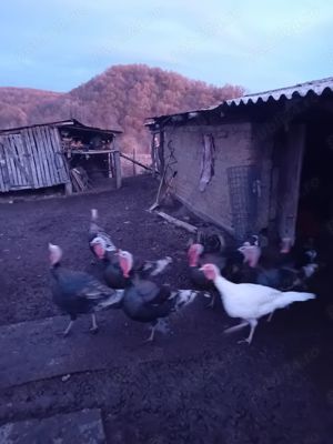 Curcan de tara, 40 lei kg viu. - imagine 4