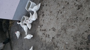 Rate mute de vanzare  - imagine 2