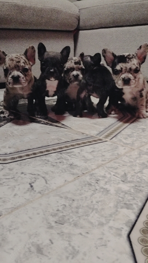 Bulldog francez rasă pură transport gratuit in toată țara  - imagine 2