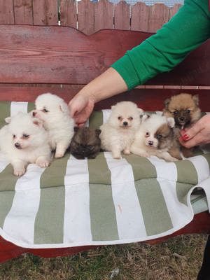 Pomerian mini  toy