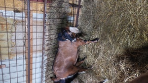 Țap tânăr Anglo-Nubian de montă