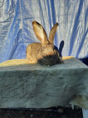 Iepuri Uriaș German - imagine 2