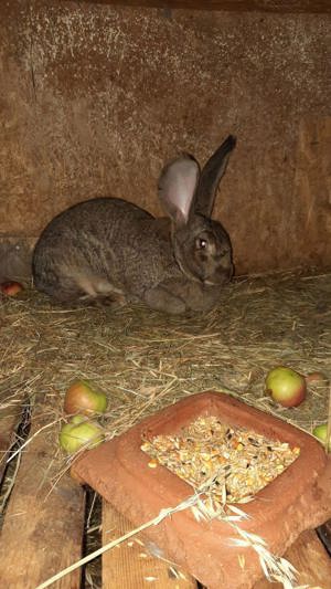 Iepuri Uriaș German - imagine 3