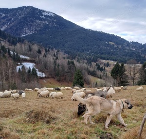 femela kangal  - imagine 5