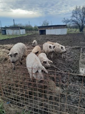 Scroafe mangalita - imagine 2