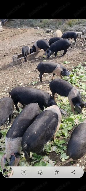 Vand purcei Bazna 8 sap