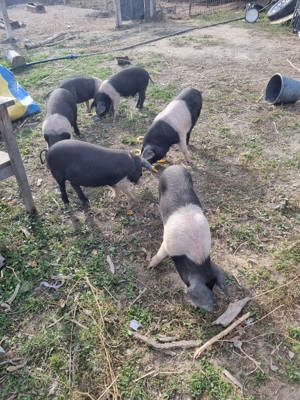 Vand purcei Bazna 8 sap - imagine 5 Vand purcei Bazna 8 sap - imagine 5