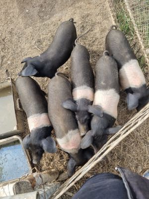 Vand purcei Bazna 8 sap - imagine 2 Vand purcei Bazna 8 sap - imagine 2