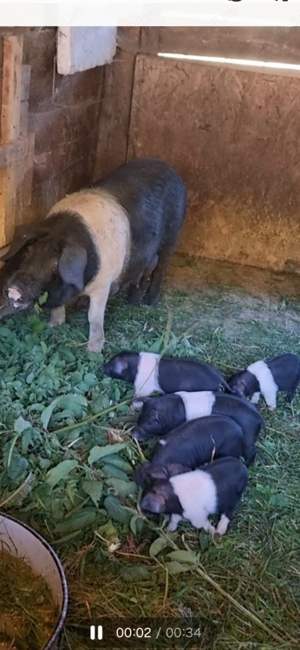 Vand purcei Bazna 8 sap - imagine 3 Vand purcei Bazna 8 sap - imagine 3