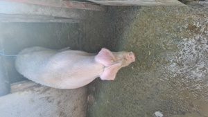 Porc si purcei