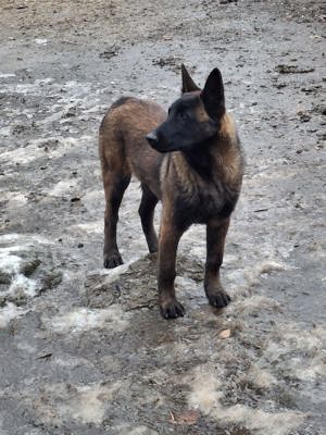 Vând Caine Ciobanesc Belgian  - imagine 4 Vând Caine Ciobanesc Belgian  - imagine 4