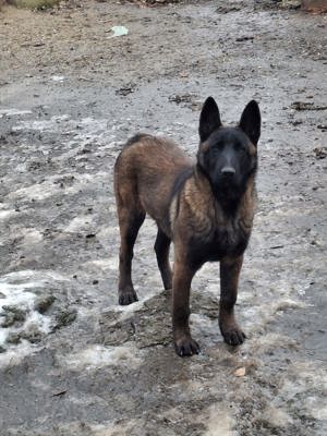 Vând Caine Ciobanesc Belgian  - imagine 5 Vând Caine Ciobanesc Belgian  - imagine 5