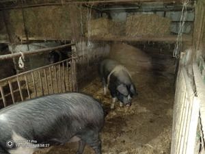 Vand Porci Bazna - imagine 3