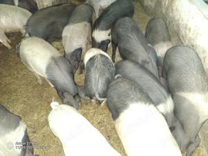 Vand Porci Bazna - imagine 2