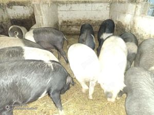 Vand Porci Bazna - imagine 4