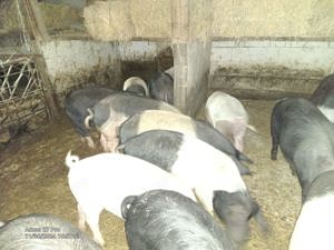 Vand Porci Bazna - imagine 5