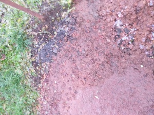   vînd  țuica prune  - imagine 2