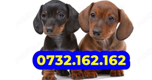 Firma Autorizata-Teckel cu par scurt cu factura,microcip,inregistrare,microcip,livrare la Bucuresti