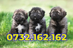 Ciobanesc Caucazian+ factura,garantie,test,microcip in caz de pierdere sau furt,livrare la Bucuresti - imagine 2