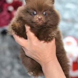 Asigur transport !!! Pui Pomeranian Ciocolatiu EXTRA EXTRA mic !!! - imagine 2