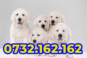 Firma Autorizata- Golden Retriever cu factura,garantie,test,microcip,livrare la Bucuresti - imagine 5