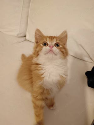 Norvegiana de Padure 