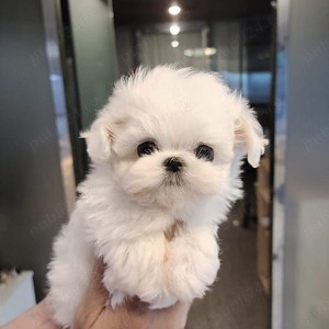 bichon maltez mini toy 
