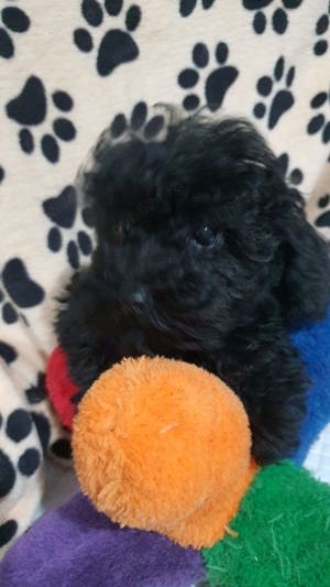 Pudel toy fetiță  - imagine 3 Pudel toy fetiță  - imagine 3