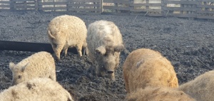 Vind porci mangalita 